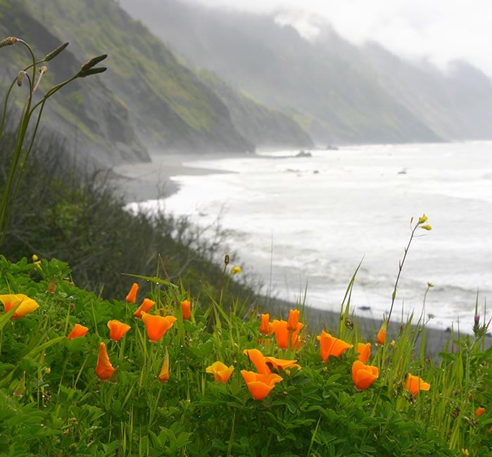 Orange wildflowers in front of a coastal shoreline.